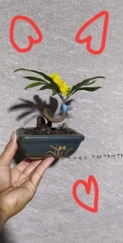 Mai vàng bonsai mini