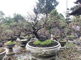 Vườn Mai Huế chuẩn bị đón Tết