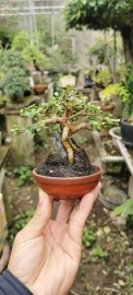 Bonsai mini ôm đá