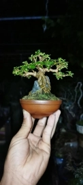 Bonsai mini ôm đá