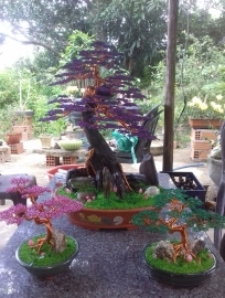 Bonsai dây đồng