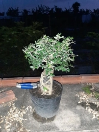 Linh sam bonsai, giá vài trăm ngàn, ship toàn quốc