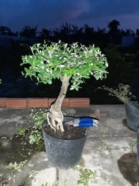 Linh sam bonsai, giá vài trăm ngàn, ship toàn quốc