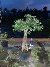 Linh sam bonsai, giá vài trăm ngàn, ship toàn quốc