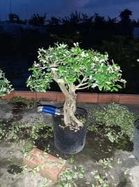 Linh sam bonsai, giá vài trăm ngàn, ship toàn quốc