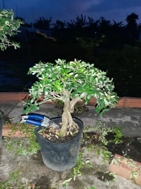 Linh sam bonsai, giá vài trăm ngàn, ship toàn quốc