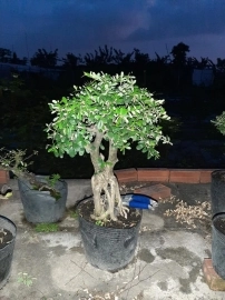 Linh sam bonsai, giá vài trăm ngàn, ship toàn quốc