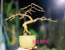 Cúc mai thọ hương mini dáng đẹp để bàn trà ạ