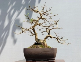 Mai Bonsai mẫu tử