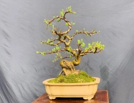 Mai dảo Bonsai kín nụ chơi Tết ạ