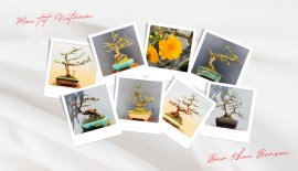 Mai tết vườn Bảo Khuê Bonsai - Bình Định