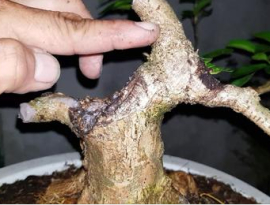 Tập làm Bonsai: thời điểm cắt chuyền và cách cắt