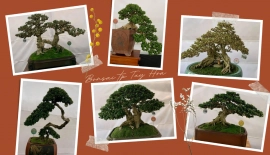 Các tác phẩm đạt giải tại triển lãm Bonsai Tp Tuy Hòa-2021