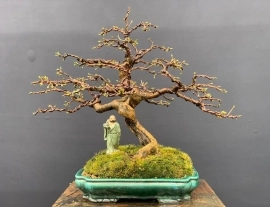 Mai vàng bonsai để bàn già cây và nụ nhiều hoa đẹp ạ❤️