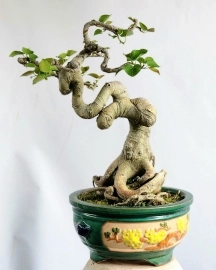 Cây Bồ đề bonsai mini già đẹp