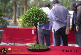 Một số tác phẩm tại hội thi festival sadec (P1)