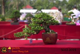 Một số tác phẩm tại hội thi festival sadec (P1)