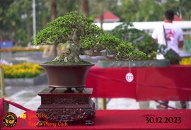 Một số tác phẩm tại hội thi festival sadec (P1)