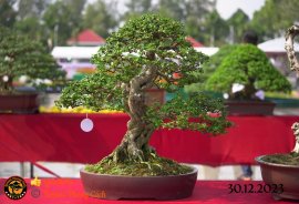 Một số tác phẩm tại hội thi festival sadec (P2) 