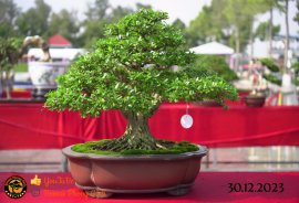 Một số tác phẩm tại hội thi festival sadec (P2) 