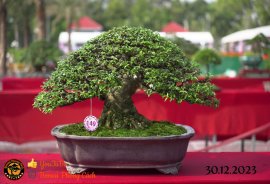 Một số tác phẩm tại hội thi festival sadec (P2) 