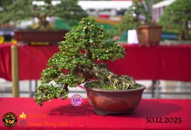 Một số tác phẩm tại hội thi festival sadec (P2) 