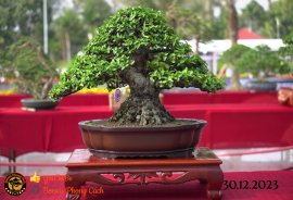 Một số tác phẩm tại hội thi festival sadec (P2) 