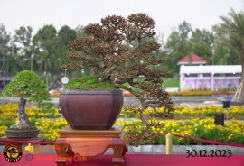 Một số tác phẩm tại hội thi festival sadec (P3) 