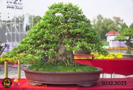 Một số tác phẩm tại hội thi festival sadec (P3) 