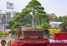 Một số tác phẩm tại hội thi festival sadec (P3) 