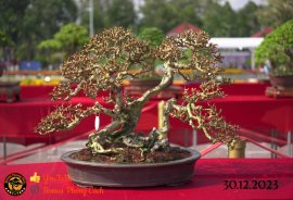 Một số tác phẩm tại hội thi festival sadec (P3) 