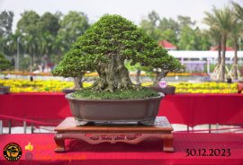 Một số tác phẩm tại hội thi festival sadec (P3) 