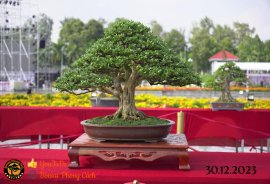 Một số tác phẩm tại hội thi festival sadec (P3) 