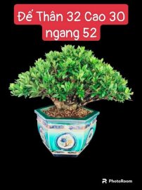 Tổng hợp vườn nhà (P2)