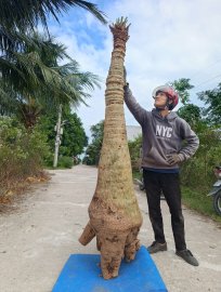 CẶP Thiên Tuế 