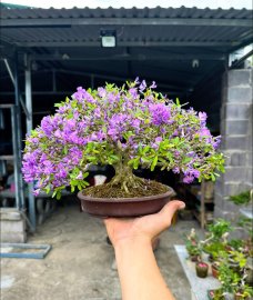 Thanh lí cuối năm sell chấn động giới bonsai