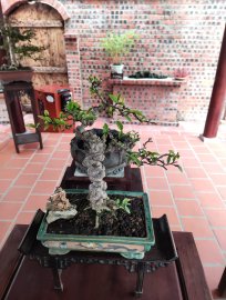 Mct nu đột biến - hàng để bàn