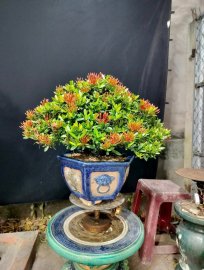 Trang đỏ Bonsai chơi tết