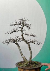 Hải Châu lá trung