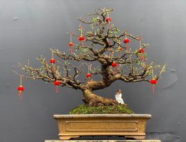 Mai vàng bonsai VIP dành cho khách yêu hữu duyên ạ❤️