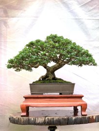 Vietnamese blue bell bonsai tree