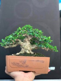 Antidesma acidum mini tree