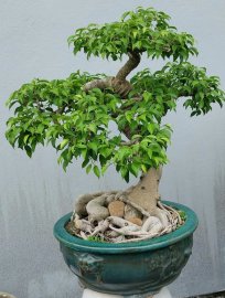 Ficus benjamina tree