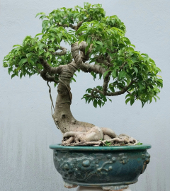 Ficus benjamina tree