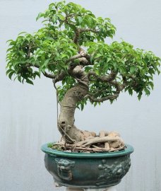 Ficus benjamina tree