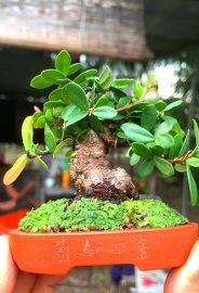 Scopolia nana mini tree limited