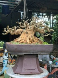 Vietnamese blue bell bonsai tree