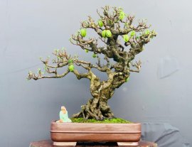 Star fruit bonsai tree with fruits