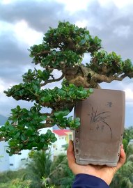 Antidesma acidum bonsai tree