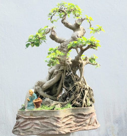 Bodhi mature tree over the coral rock